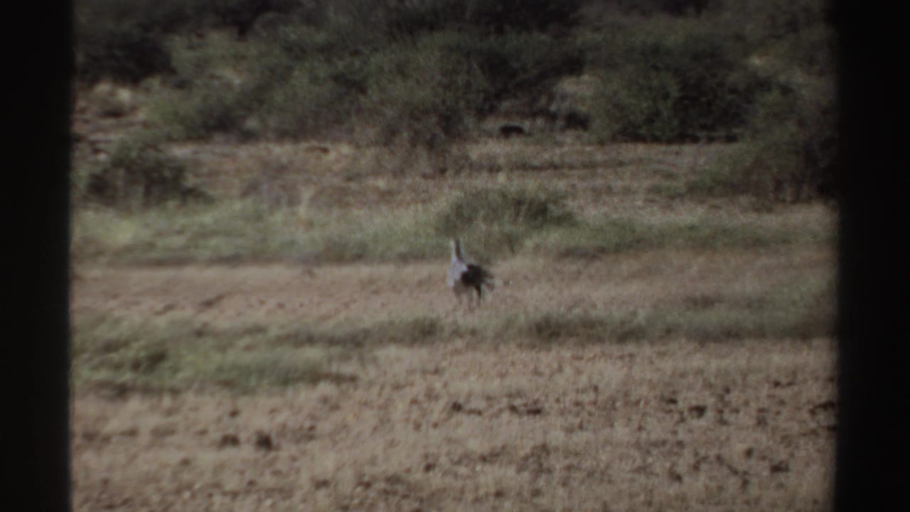 Distant dark bird walking across dry grassland behind dark frame edges.