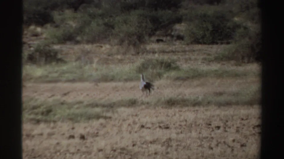 1969 Sudan 8mm frame showing a distant bird crossing a dry, scrubby plain, partly viewed through dark vertical framing.