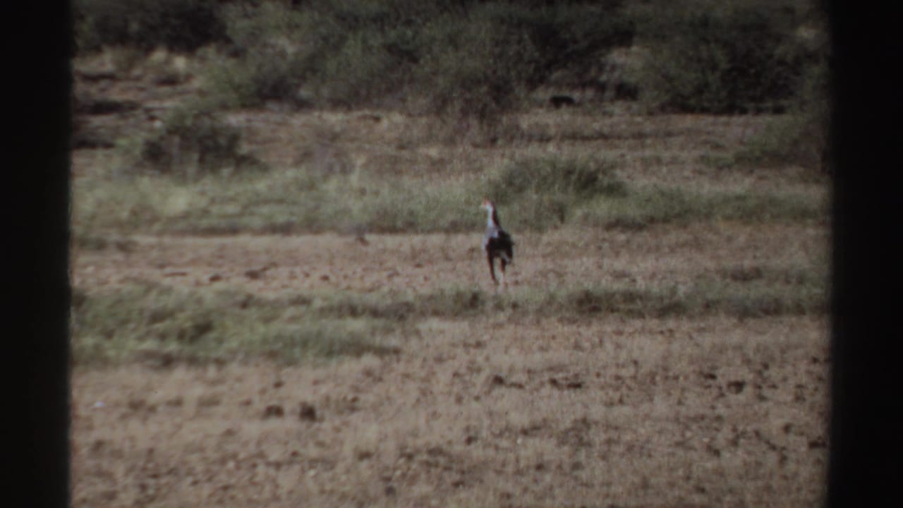 1969 Sudan home-movie frame with a lone bird on open dry terrain, seen at a distance through a divided frame.