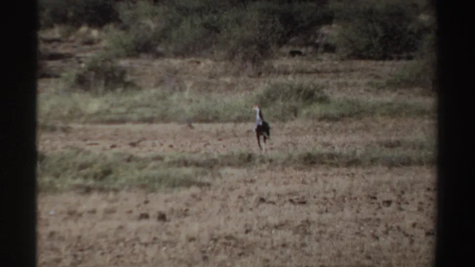 1969 Sudan home-movie frame with a lone bird on open dry terrain, seen at a distance through a divided frame.