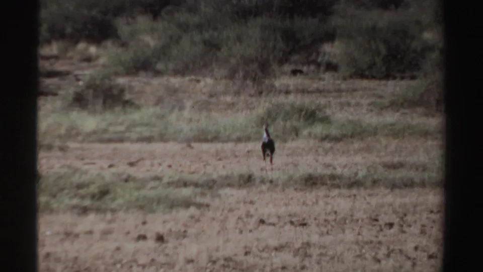 Soft 8mm frame from Sudan in 1969 showing a distant bird centered against dry grass, bare soil, and low brush.