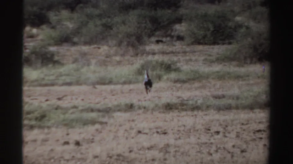 1969 Sudan 8mm frame showing a small distant bird in a scrubby dry landscape with dark vertical frame borders.