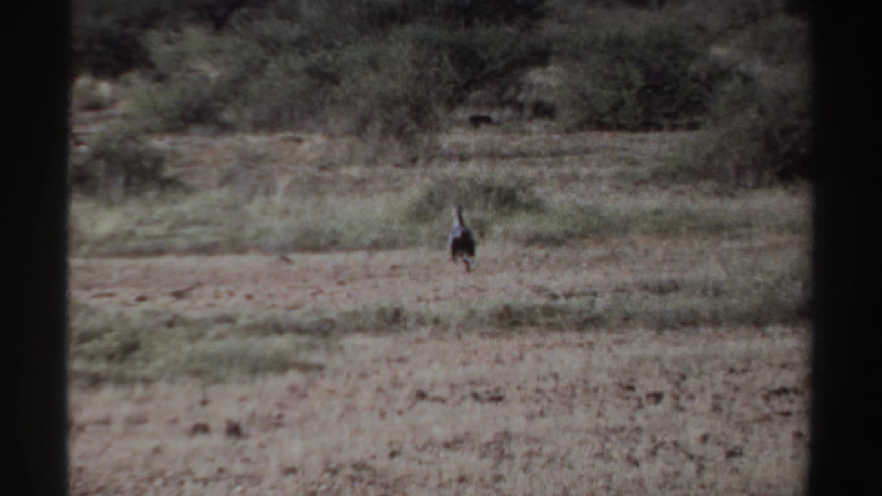 Distant ostrich running across dry open ground with scrub behind it.