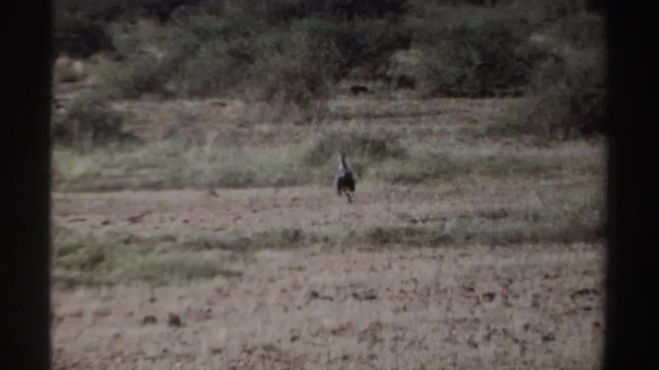 1969 Sudan 8mm frame showing a distant ostrich moving across a dry grassy plain with scrub vegetation in the background.