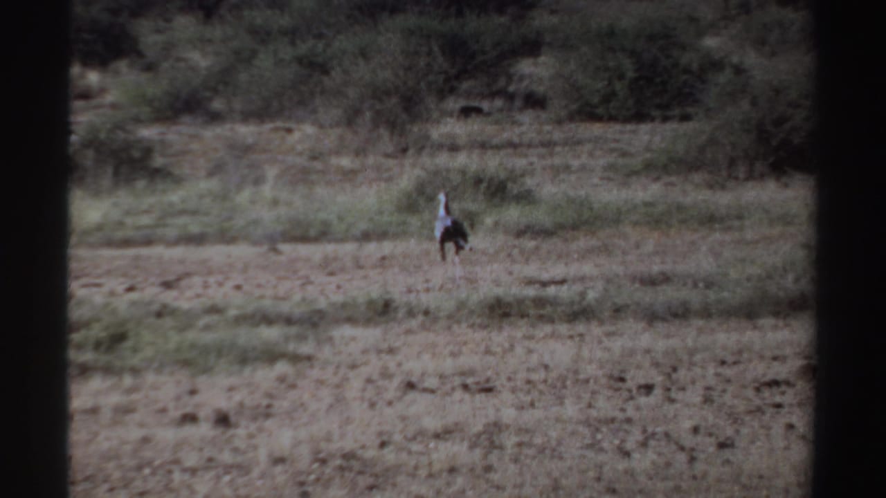 The ostrich appears farther away on the dry plain in this 1969 Sudan home-movie frame, with low scrub and dark 8mm borders visible.