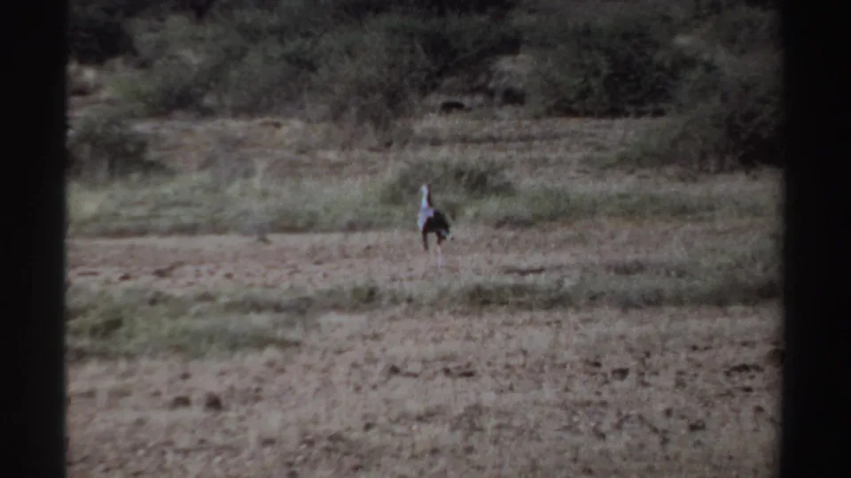 The ostrich appears farther away on the dry plain in this 1969 Sudan home-movie frame, with low scrub and dark 8mm borders visible.