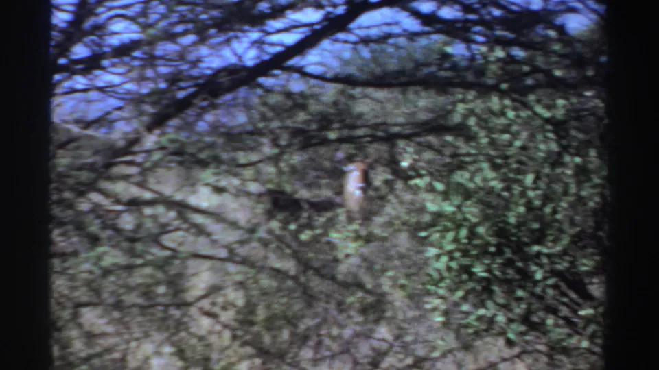 A deer-like animal is partly obscured by tree branches and leafy growth in the 1969 Sudan wildlife footage.