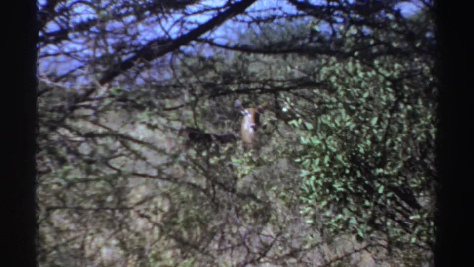 The deer-like animal remains partly concealed among branches and scrub vegetation, with the handheld 8mm frame looking through foliage.