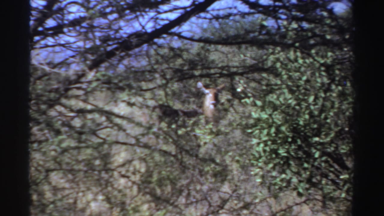 Antelope partly visible through branches and shrubs in a dry landscape.