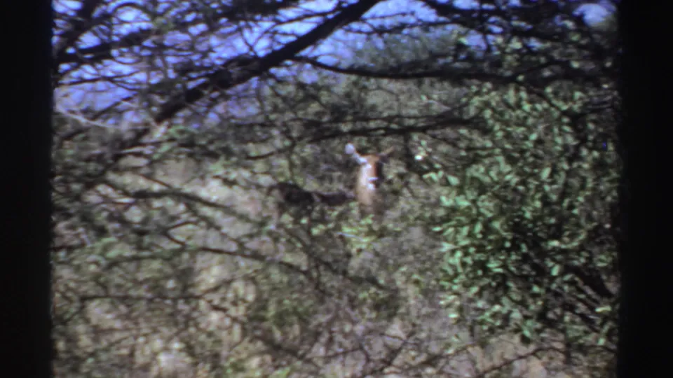 1969 Sudan 8mm frame showing an antelope standing alert behind trees and shrubs in dappled daylight.