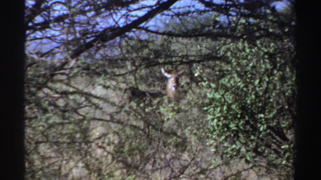 1969 Sudan wildlife frame with an antelope looking toward the camera through tangled branches and foliage.