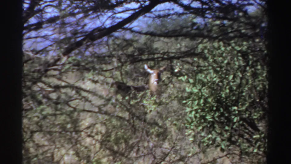Vintage 8mm frame from Sudan showing an antelope framed by branches, green leaves, and dry grass.