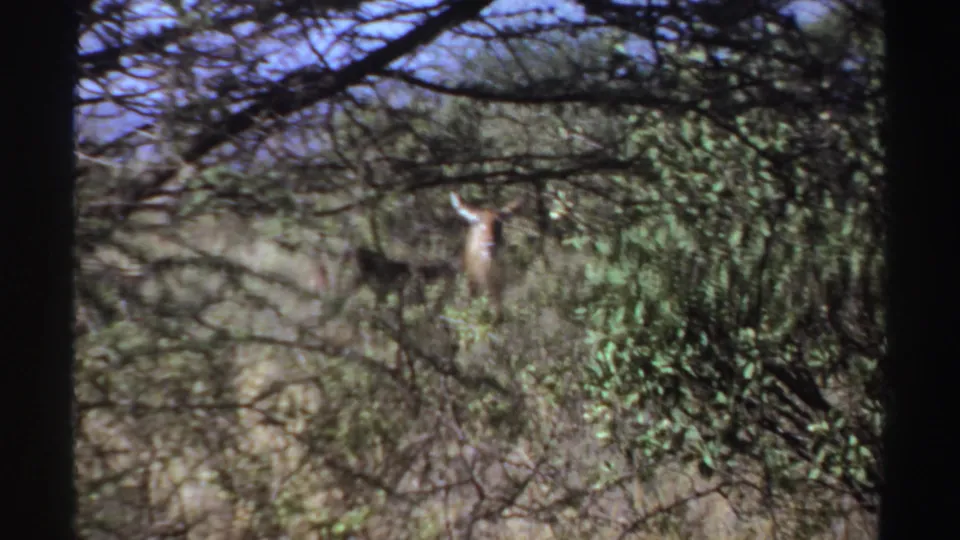 1969 Sudan 8mm still of an antelope partly concealed by scrub and tree branches in bright daylight.