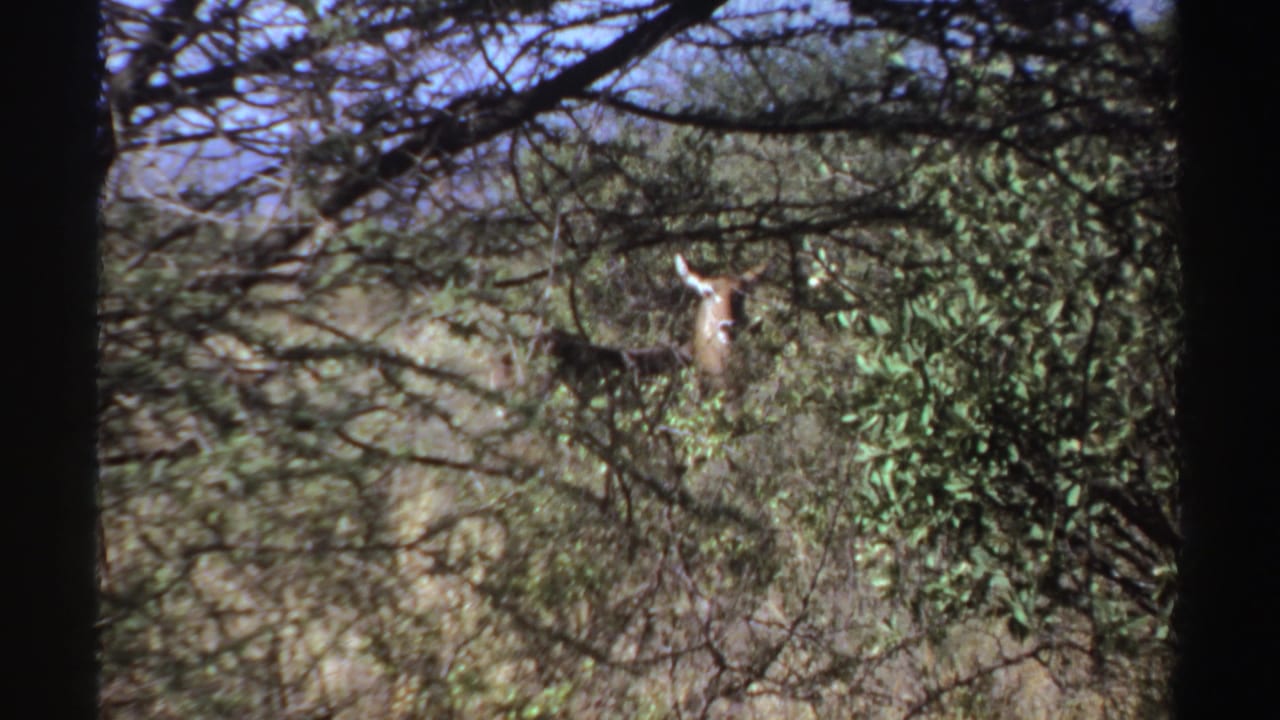 Distant antelope-like animal standing partly hidden among brush and tree branches.