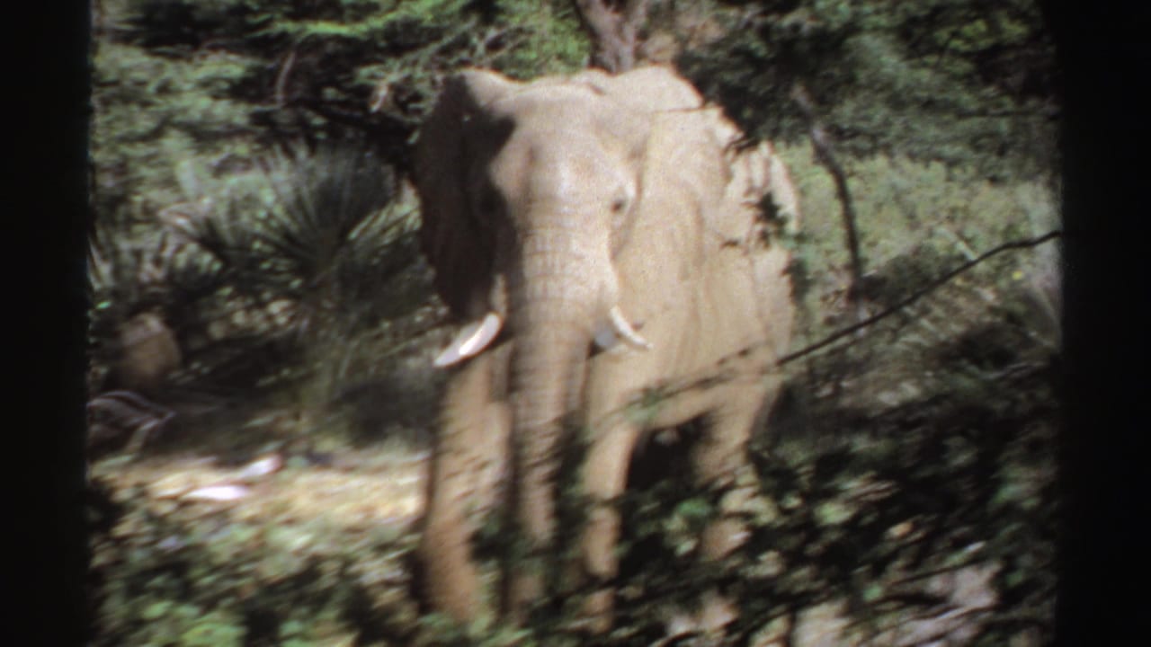 A tusked elephant stands partly obscured by foliage in 1969 Sudan 8mm wildlife footage.