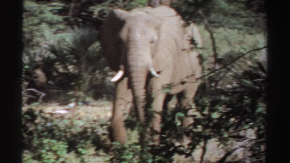 A tusked elephant faces the camera amid Sudan bushland in soft, grainy 1969 8mm footage.
