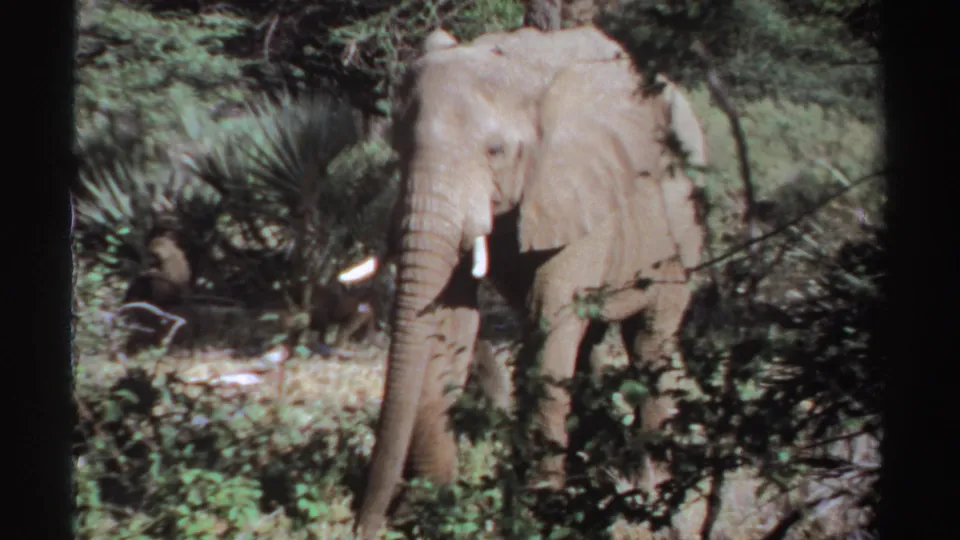 A tusked elephant moves through shaded Sudan bushland, framed by branches in vintage 8mm footage.