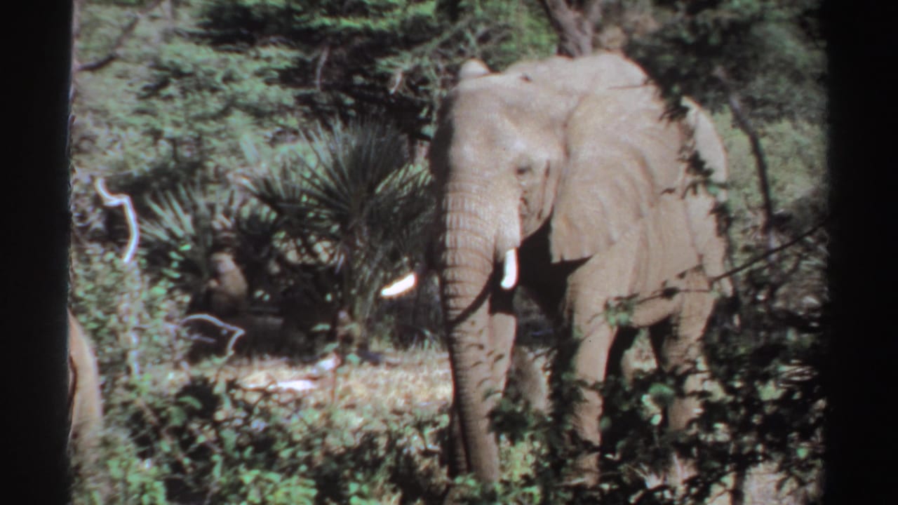 Elephant with tusks standing among green brush and palm-like plants.