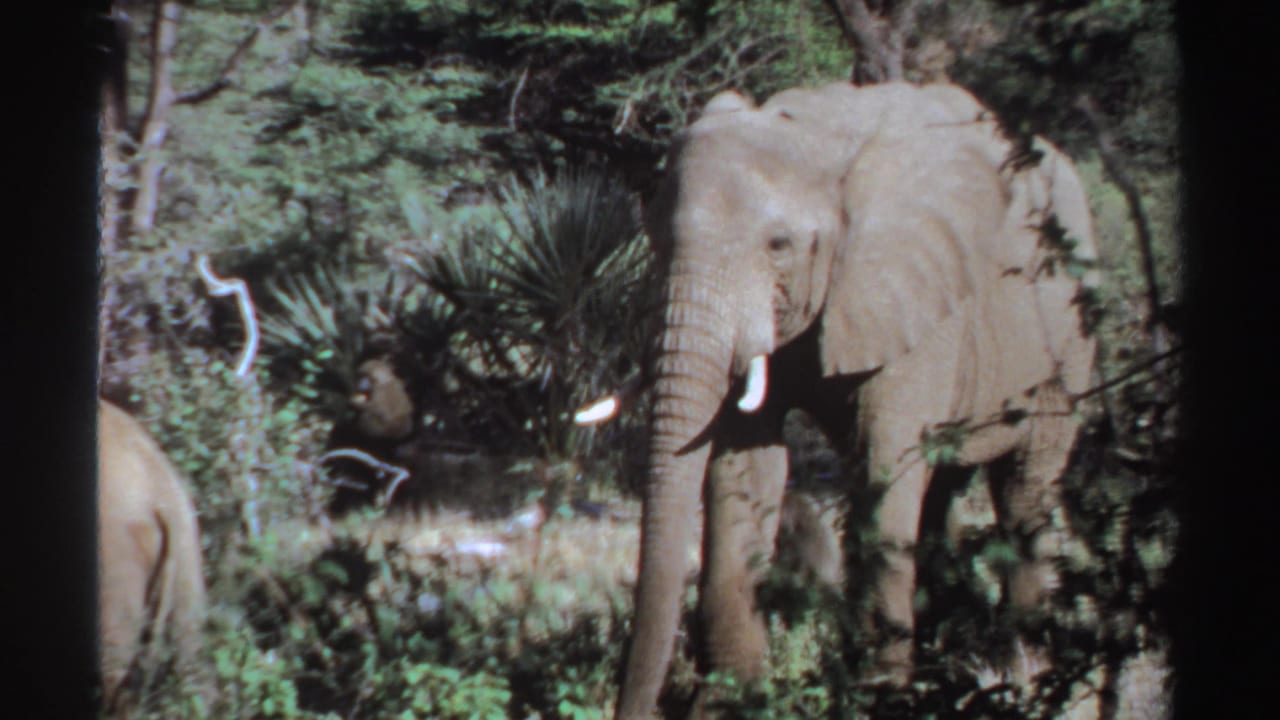 1969 Sudan 8mm frame with a tusked elephant facing forward in a green wooded setting.