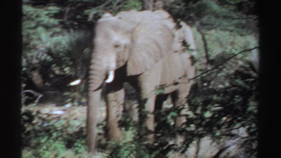Soft 1969 Sudan 8mm frame of a tusked elephant standing behind foreground vegetation.