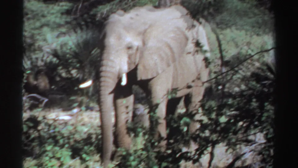 1969 Sudan 8mm frame showing a tusked elephant with trunk lowered among dense brush.