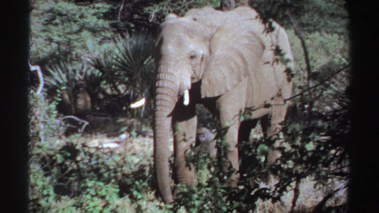 Elephant facing the camera among dense green vegetation with tusks visible.