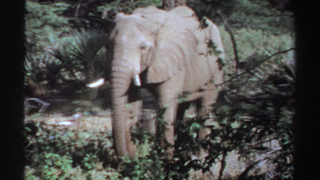 1969 8mm Sudan frame of an elephant looking toward the camera through vegetation, with a bright tusk and soft film grain visible.