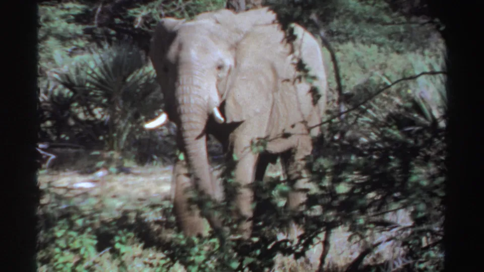 1969 8mm Sudan wildlife frame with the elephant closer in view, its trunk lowered and body partly hidden by foreground leaves.