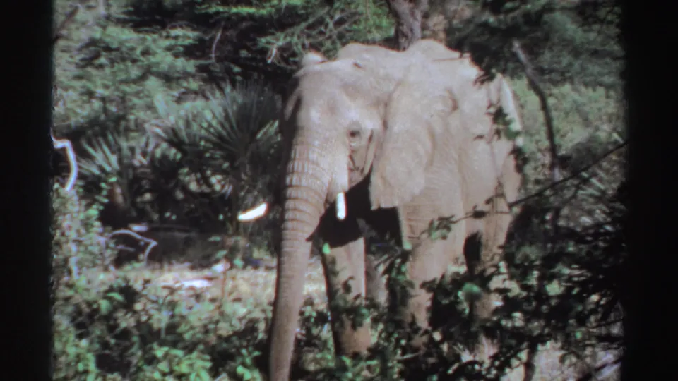 1969 8mm Sudan frame showing the elephant front-on in a leafy habitat, with tusks, trunk, ears, and dark frame edges visible.