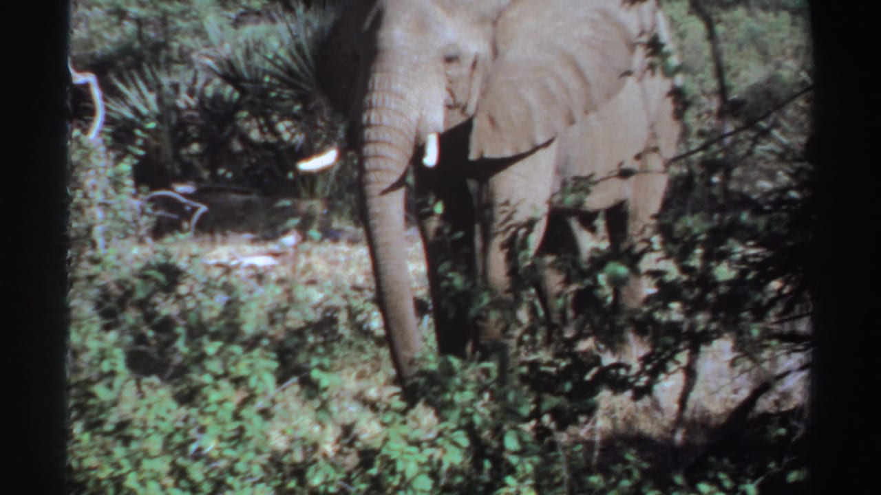 Tusked elephant partly hidden by green shrubs and dark tree branches.