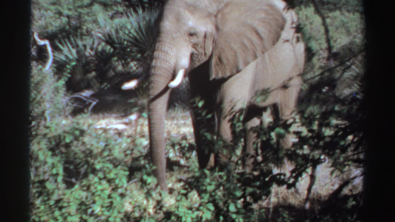 1969 Sudan home-movie frame of an elephant with visible tusks standing in thick brush and filtered sunlight.