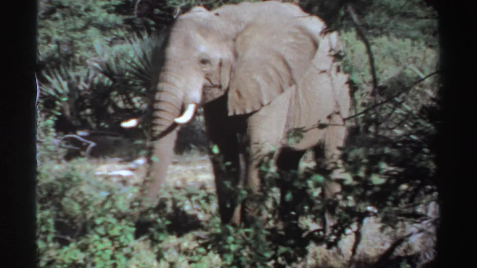 1969 Sudan 8mm frame with a tusked elephant close in the shot, partly concealed by leafy foreground plants.