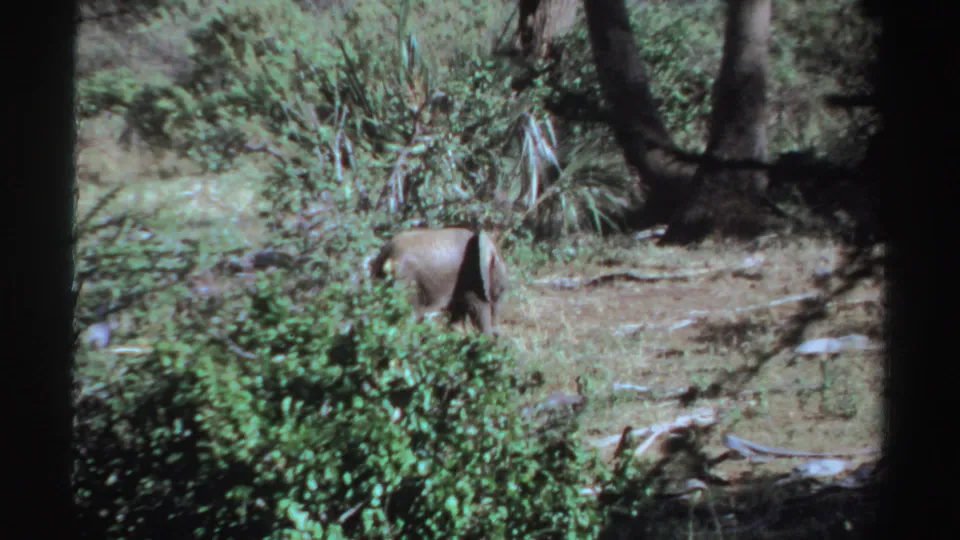 1969 Sudan 8mm frame showing the elephant from behind as it moves away through a vegetated clearing.