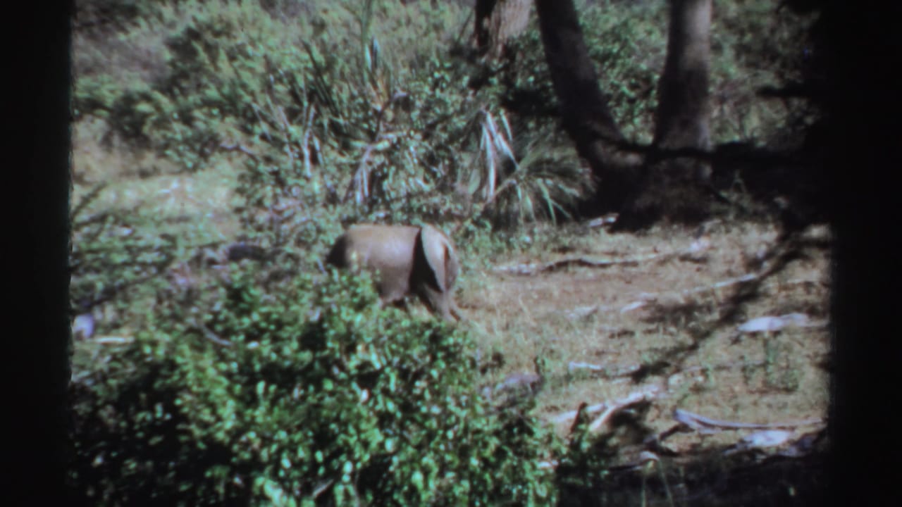 Elephant seen from the side among shrubs and trees.