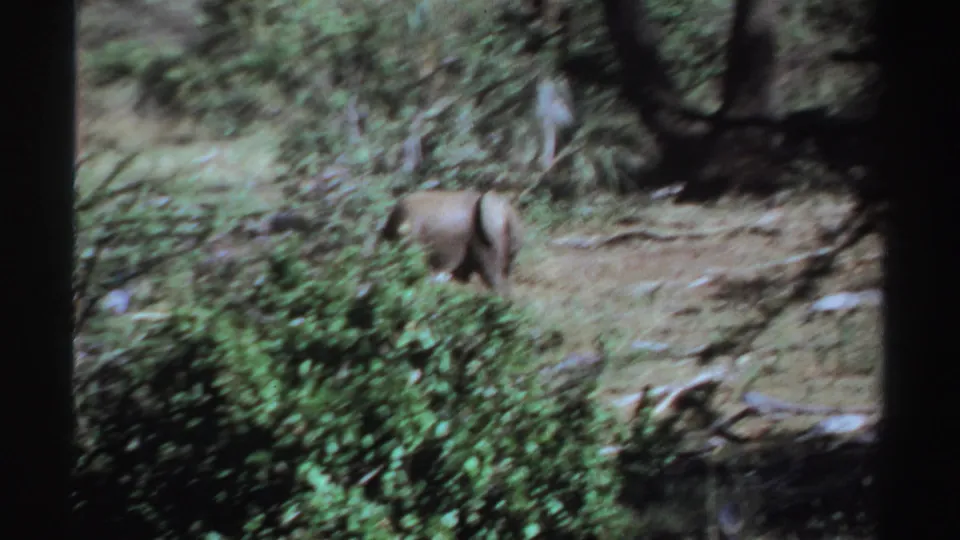 Soft 8mm frame from Sudan in 1969 showing an elephant partly blurred and screened by foreground shrubs.