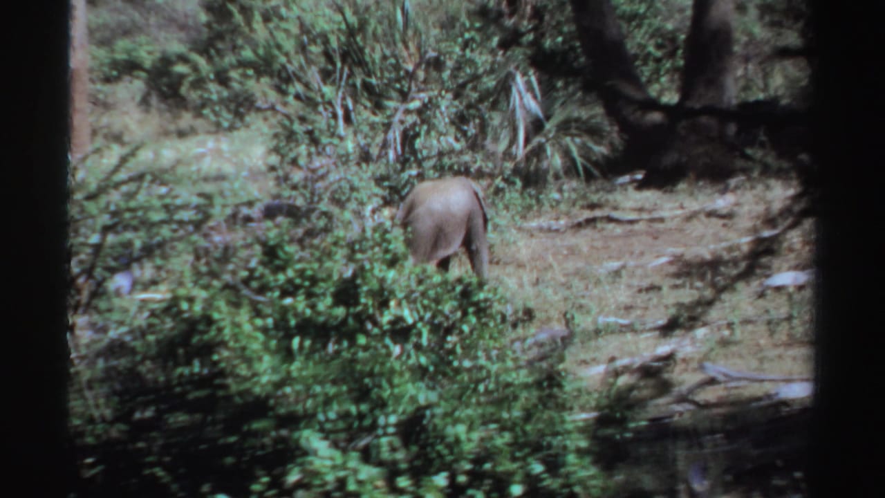 Lone elephant partly hidden by green brush, walking away among trees.