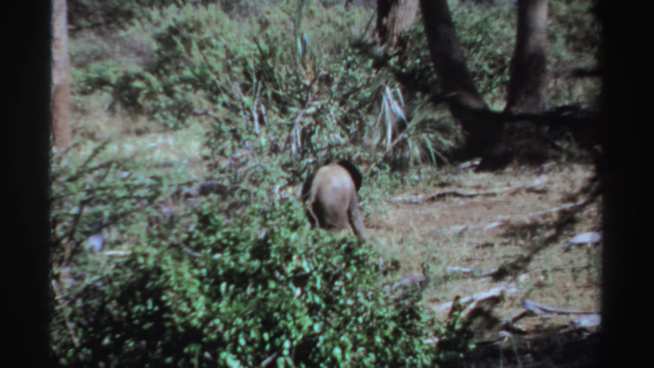Archival 8mm view of an elephant from behind, partly obscured by vegetation in Sudan.