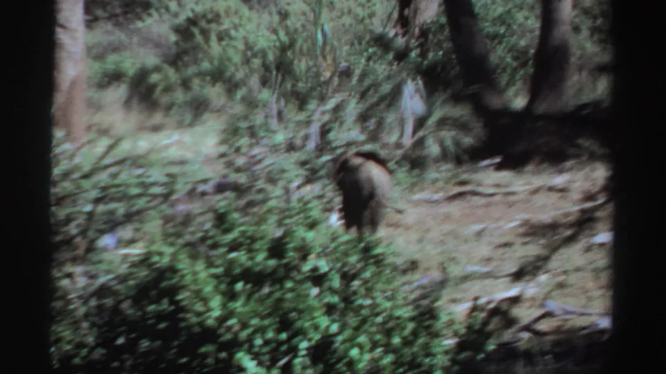 Motion-blurred 1969 Sudan wildlife frame with a lone elephant receding behind foreground vegetation.