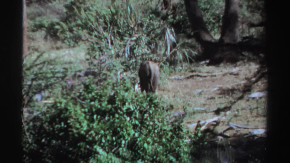 Final 8mm frame showing the lone elephant smaller in the scene as it moves away through Sudan brushland.