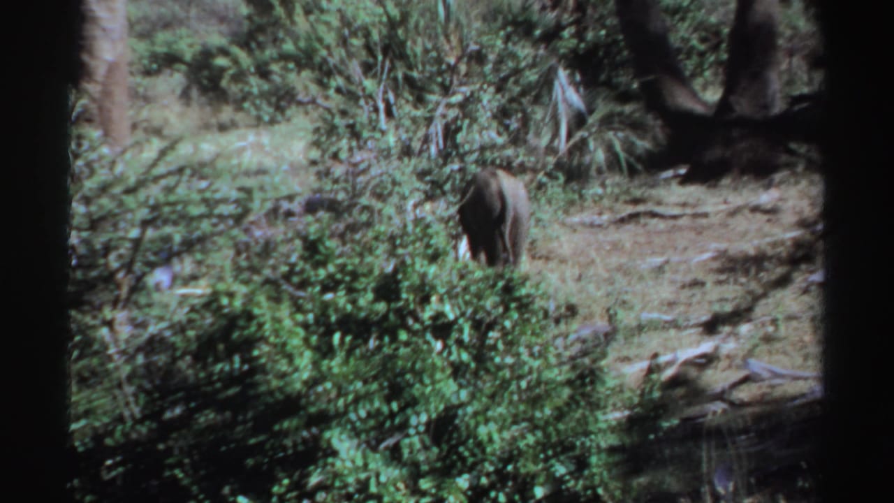 Young elephant partly hidden among shrubs in a wooded savanna clearing.