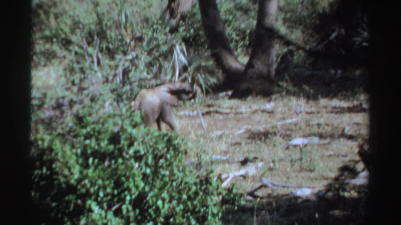 1969 Sudan wildlife frame with a young elephant moving across dry ground between brush and shaded trees.