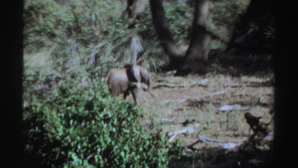 1969 Sudan 8mm frame showing an elephant near shrubs while a small primate appears at the edge of the clearing.