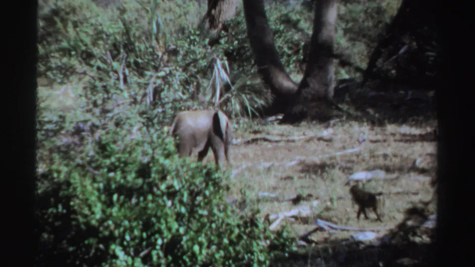 1969 Sudan wildlife frame with the elephant partly turned away and a small primate crossing the lower right foreground.