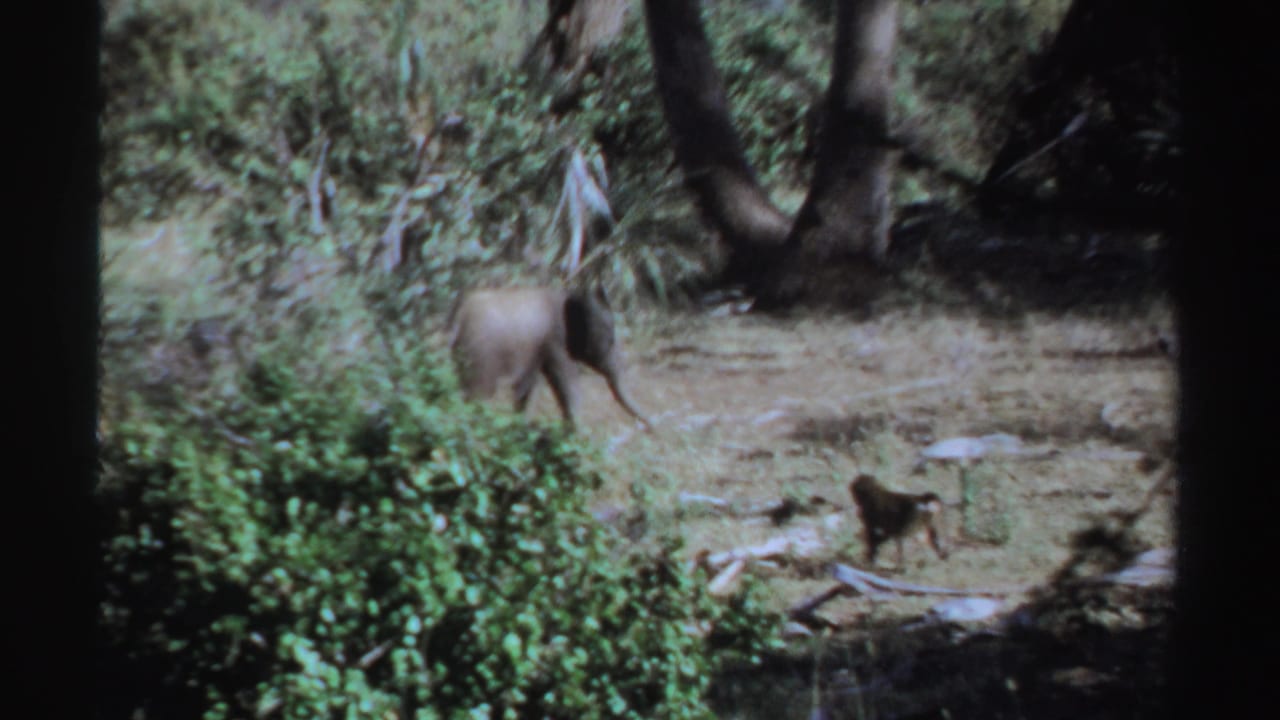 Young elephant in a shaded clearing with a small monkey in the foreground.