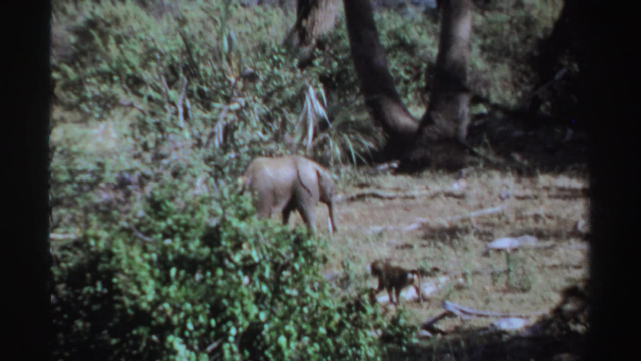 Young elephant walking near trees while a small monkey crosses the clearing.