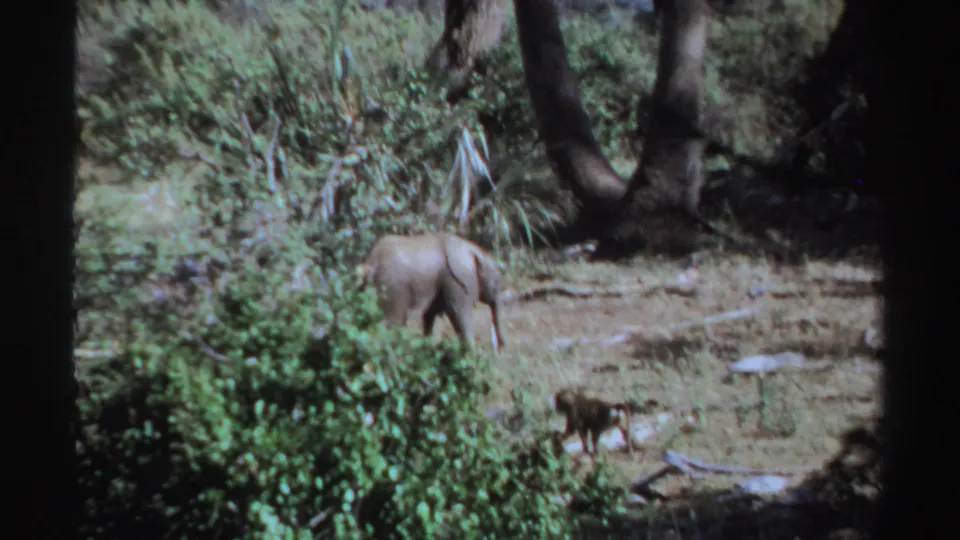 1969 Sudan 8mm frame with the young elephant turned away near trees and a small monkey moving across the foreground.