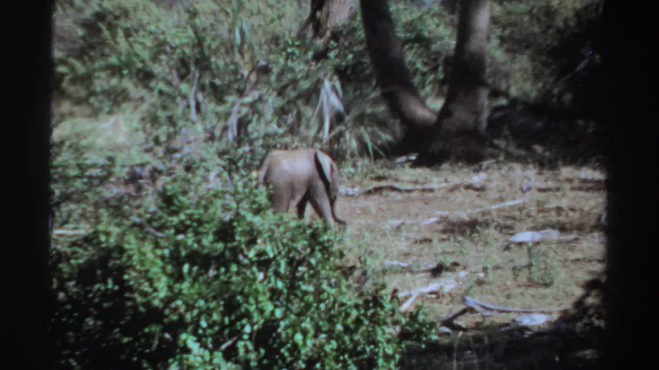 1969 Sudan 8mm frame showing the young elephant from behind, partly obscured by greenery in the dry clearing.