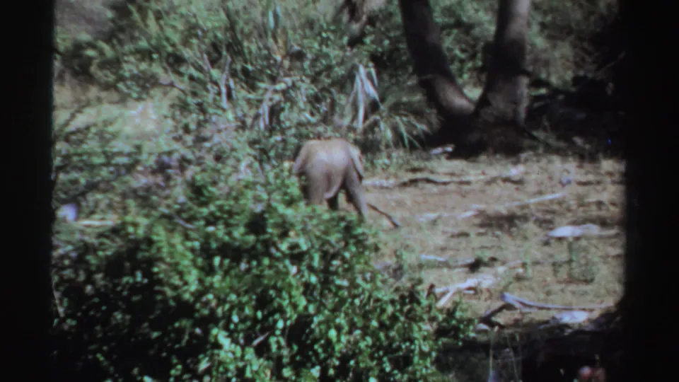 1969 Sudan 8mm frame with the young elephant receding behind bushes under dappled light in a wooded clearing.