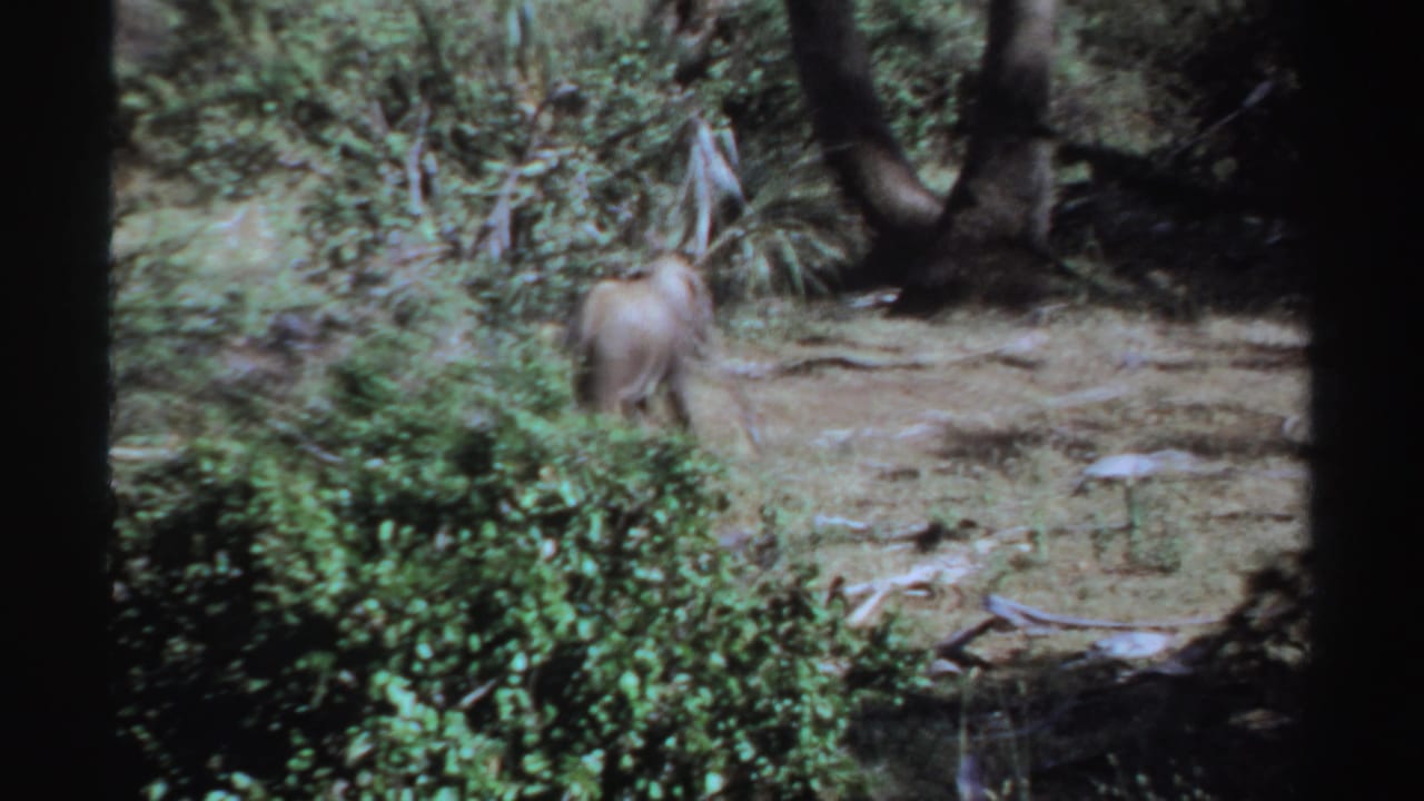 Small elephant partly obscured by shrubs in a wooded area.