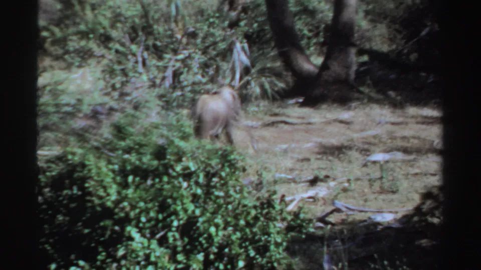 1969 Sudan 8mm frame showing a young elephant partly hidden by green foliage and trees on dry ground.